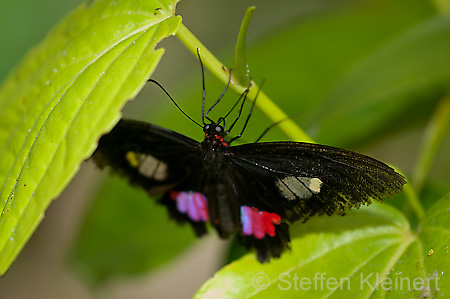 143 gewoehnlicher Parides - Parides iphidamus